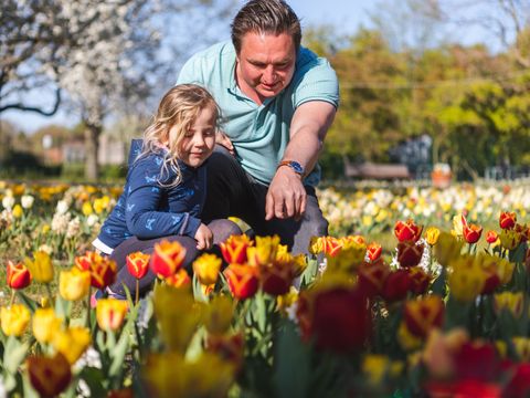 Ein Mann in einem hellen T-Shirt und einer grauen Hose kniet neben einem kleinen Mädchen. Das Mädchen hat eine blaue Jacke mit hellblauen Schmetterlingen drauf an. Die beiden Personen schauen sich gerade blühende Tulpen in rot und gelb an. 