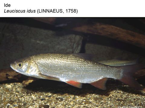 Enlarge photo: 12 Ide - Leuciscus idus (Linnaeus, 1758)