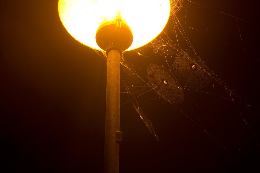 In der Dunkelheit spendet eine hell leuchtende Straßenlaterne warmes Licht. Zwischen ihrem Mast, dem runden Leuchtkörper und der Umgebung haben Spinnen Radnetze gewebt. Dünne Fäden verlaufen dabei kreisförmig um ein Zentrum mit speichenartigen Fäden herum. Einige hellbraune Spinnen warten in der Mitte ihres Netzes auf Beute. Die Netze sind untereinander verbunden. Im schummrigen Licht der Laterne hebt sich das kunstvolle Gebilde deutlich von der Dunkelheit ab. 