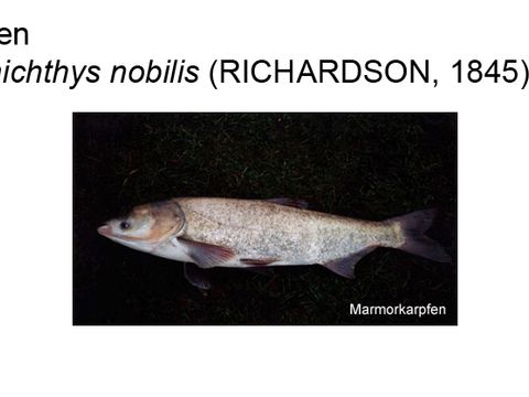 Bildvergrößerung: 35 Marmorkarpfen - Hypophthalmichthys nobilis (Richardson, 1845)