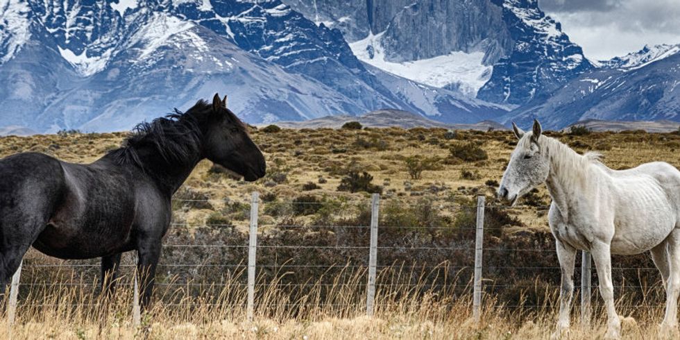 Landschaft mit Pferden, Chile 