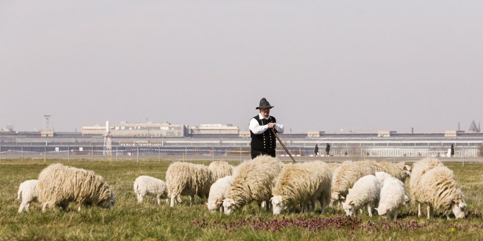 Schafe weiden auf dem Tempelhofer Feld