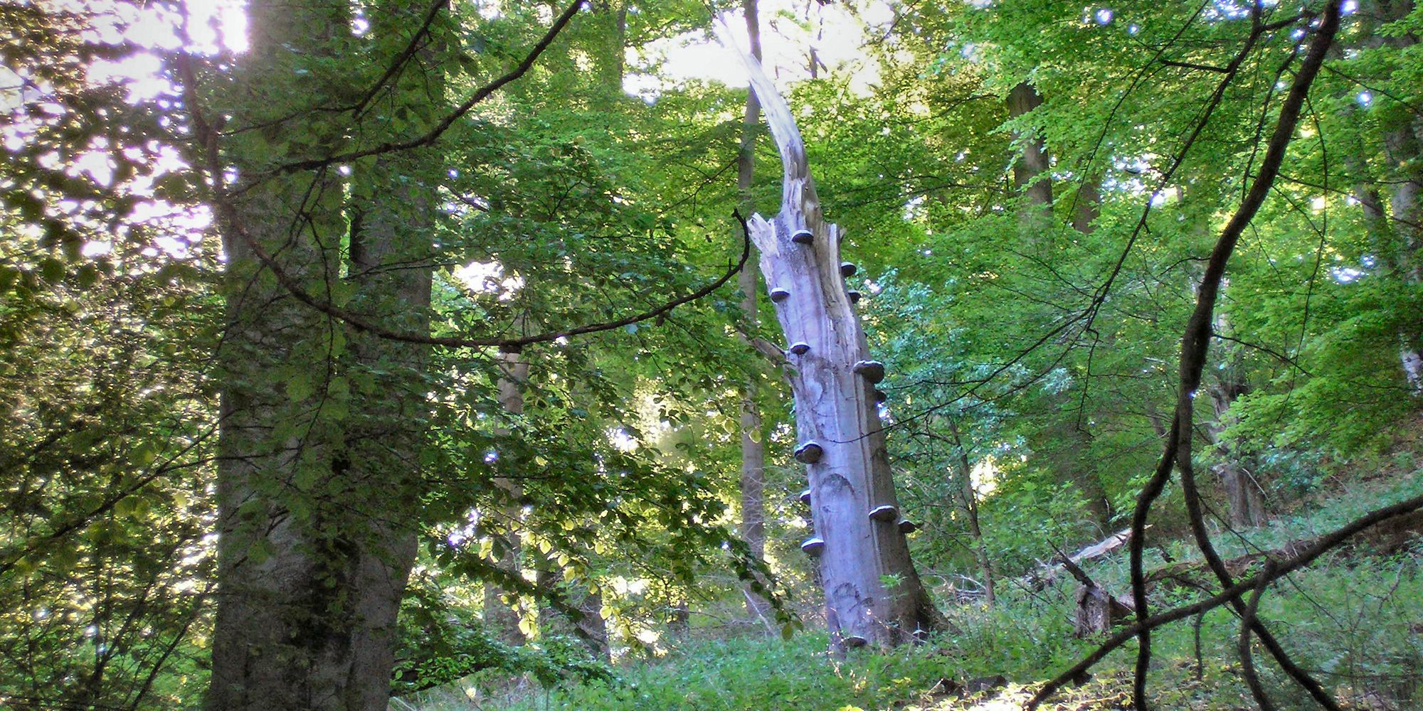 In den Berliner Wäldern finden sich viele abgestorbene Bäume, die als Lebensraum für unzählige Lebewesen dienen.