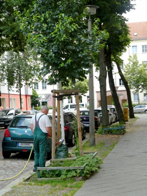 Bildvergrößerung: Bewässerung von Straßenbäumen in Lichtenberg