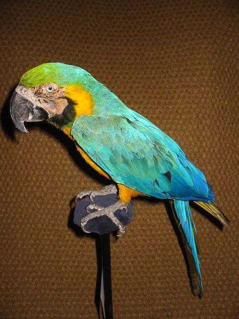 Papagei (Ara)