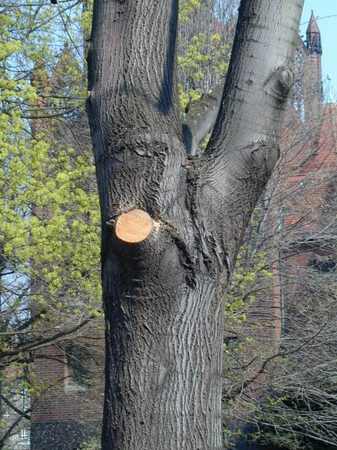 Baum mit Astschnitt