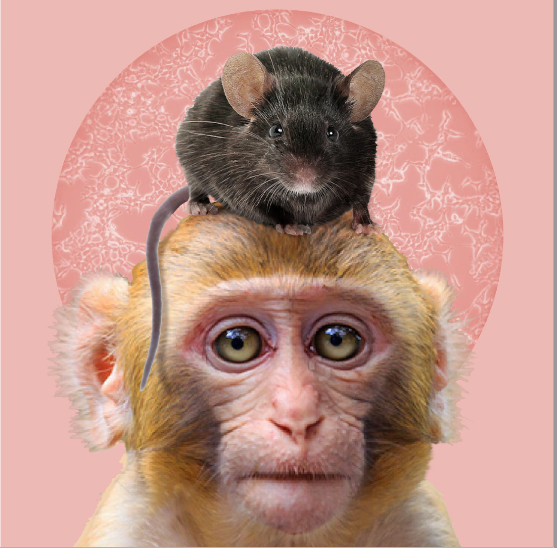 Schimpansenkopf mit einer Ratte auf den Kopf