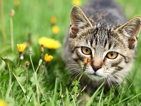 Katze lauert im Gras