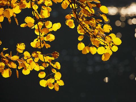 Bildvergrößerung: Die rundlichen Blätter einer Zitterpappel leuchten in herbstlichem Gelb. Sie sitzen auf einem langen seitlich zusammengedrückten Blattstiel und bilden einen starken Kontrast zum dunklen Hintergrund der Nahaufnahme mit vereinzelten hellen Lichtpunkten.