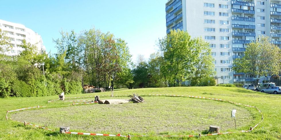 Neue angelegte Wildblumenwiese im „Grünzug Akazienwäldchen zur Poelchaustraße“