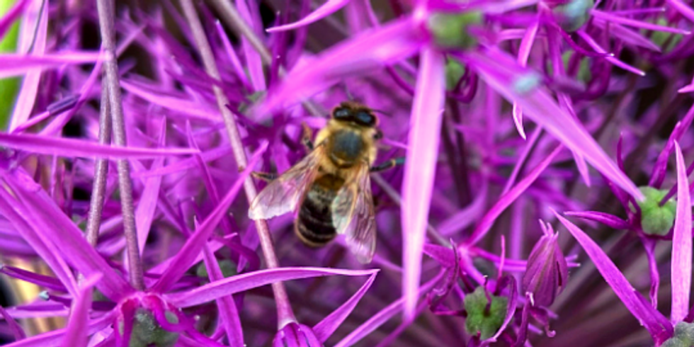 Ein Insekten sitzt auf einer büten Blüte
