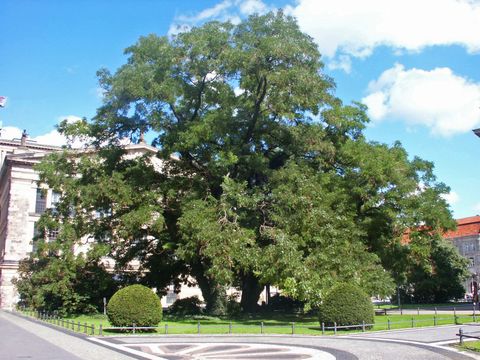 Naturdenkmal Schnurbäume auf dem Gendarmenmarkt