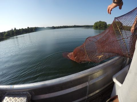 Bildvergrößerung: Invasive Krebse werden im Groß Glienicker See mit Reusen abgefangen.