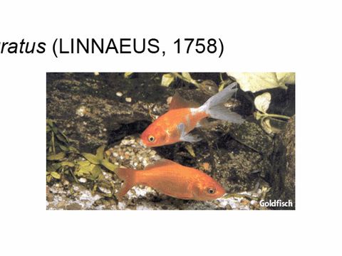 Enlarge photo: 32 Gold fish - Carassius auratus (Linnaeus, 1758)