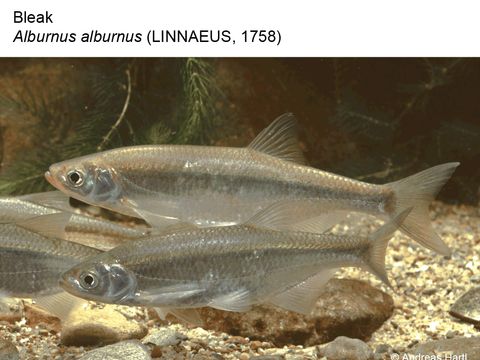Enlarge photo: 26 Bleak - Alburnus alburnus (Linnaeus, 1758)