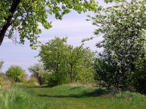 Enlarge photo: Fruit trees in flower in Blankenfelde
