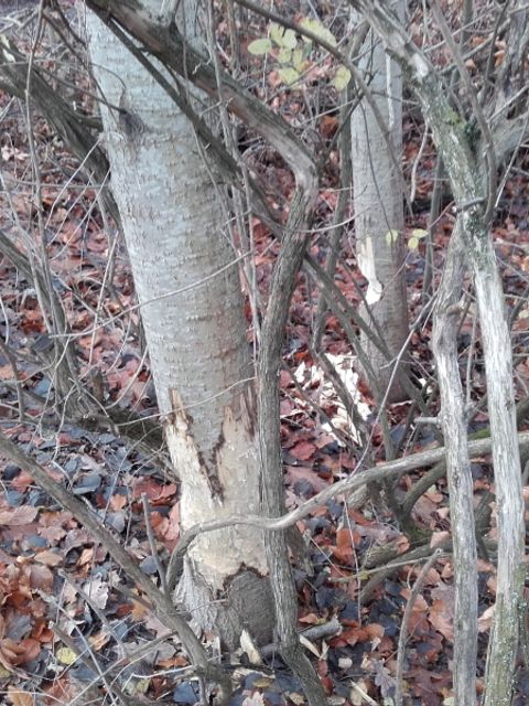 Bildvergrößerung: Ein Baum in Plänterwald, der vom Biber angenagt wurde
