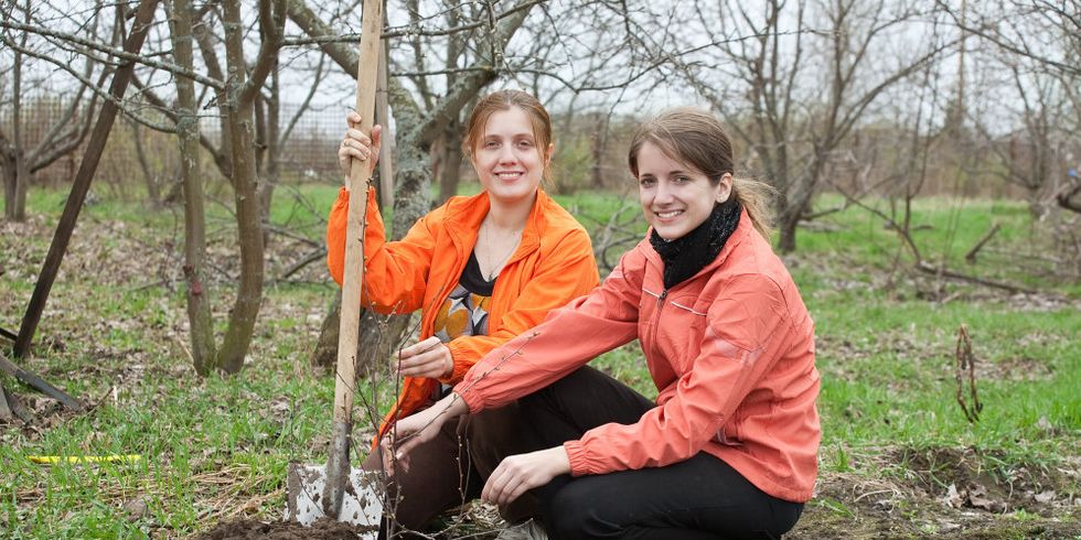 Frauen pflanzen Baum mit Schaufel im Park