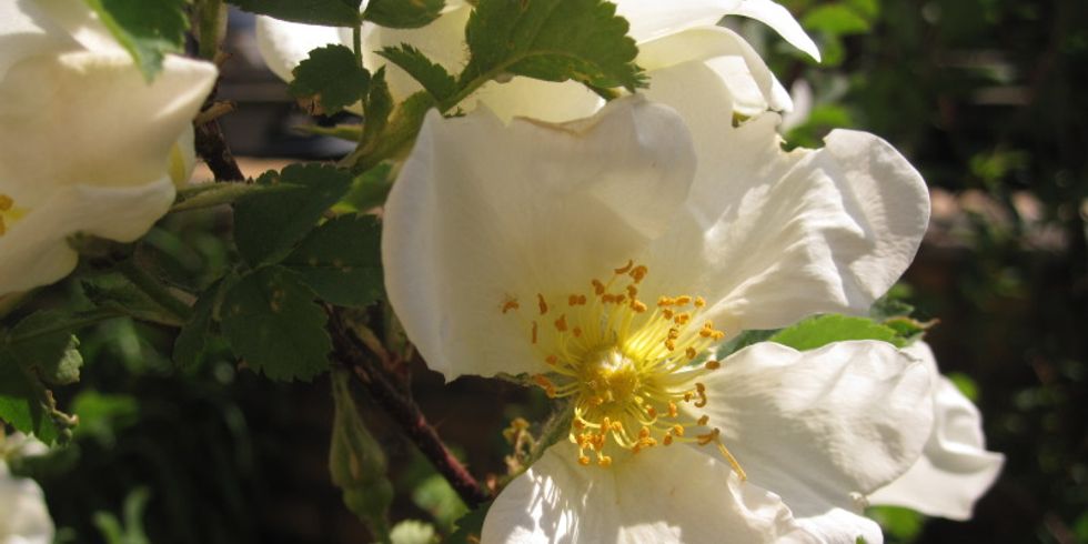 Bibernell-Rose (Rosa pimpinellifolia)