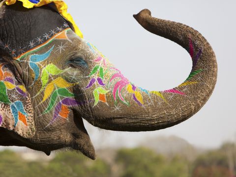 Ein bemalter Elefant