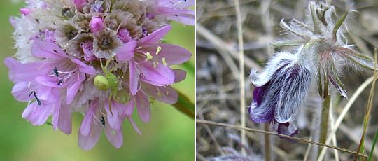 li: Sand-Grasnelke (Armeria maritima subsp. elongata) / re: Wiesen-Küchenschelle (Pulsatilla pratensis subsp. nigricans)