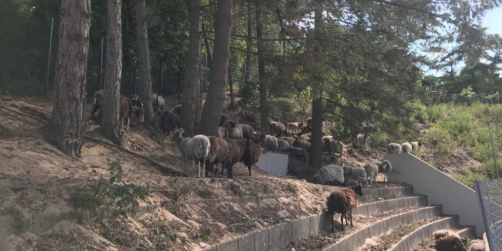 Die Schafe sind wieder zurück in den Sportanlagen WIlmersdorfs