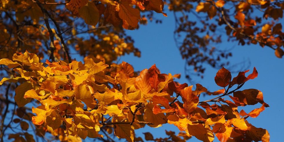 Die bunte Blätterpracht des Herbstes am Ast