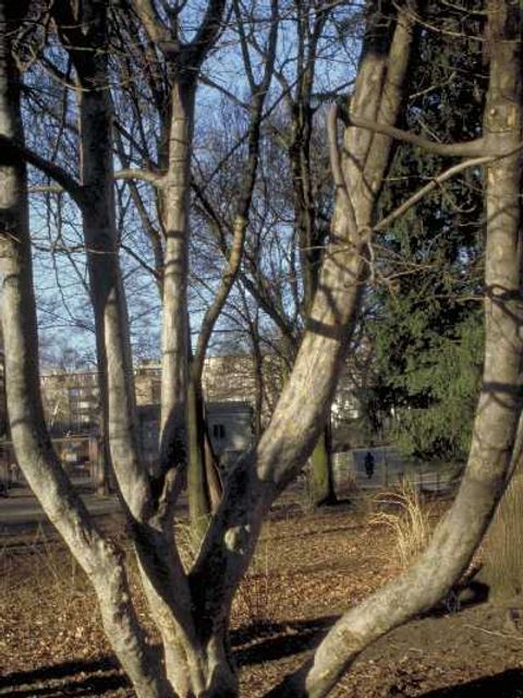 Ein Eisenholzbaum