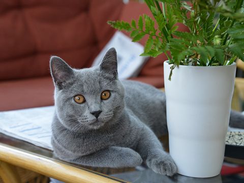 Eine sehr schöne Katze auf einem Tisch neben einer Vase
