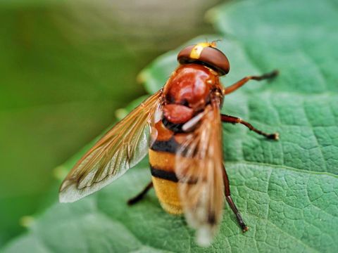 Bildvergrößerung: Wildbienen – die fabelhafte Welt der Vielfalt