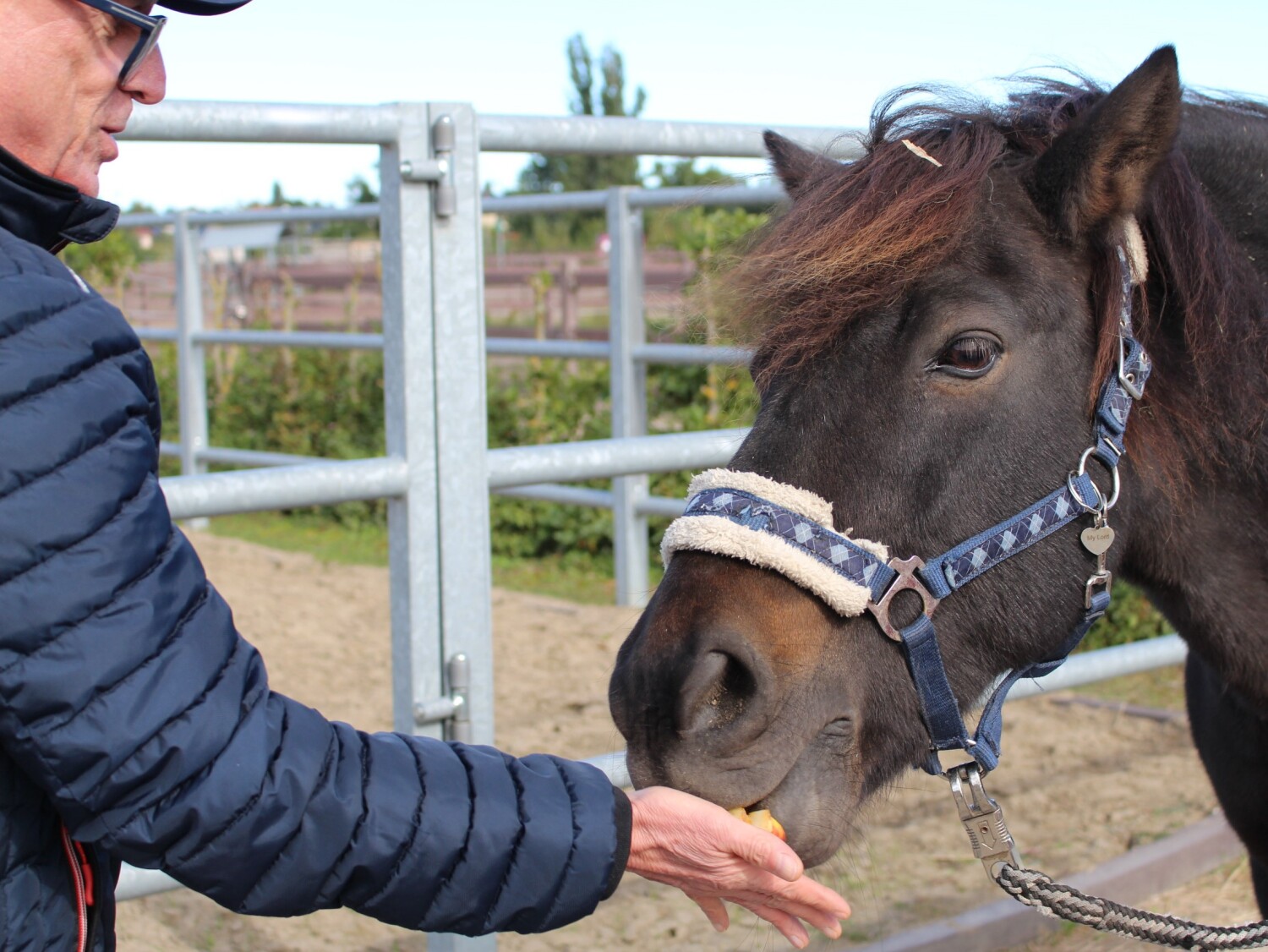 Pferd wird gefüttert von Herrn Reinhofer