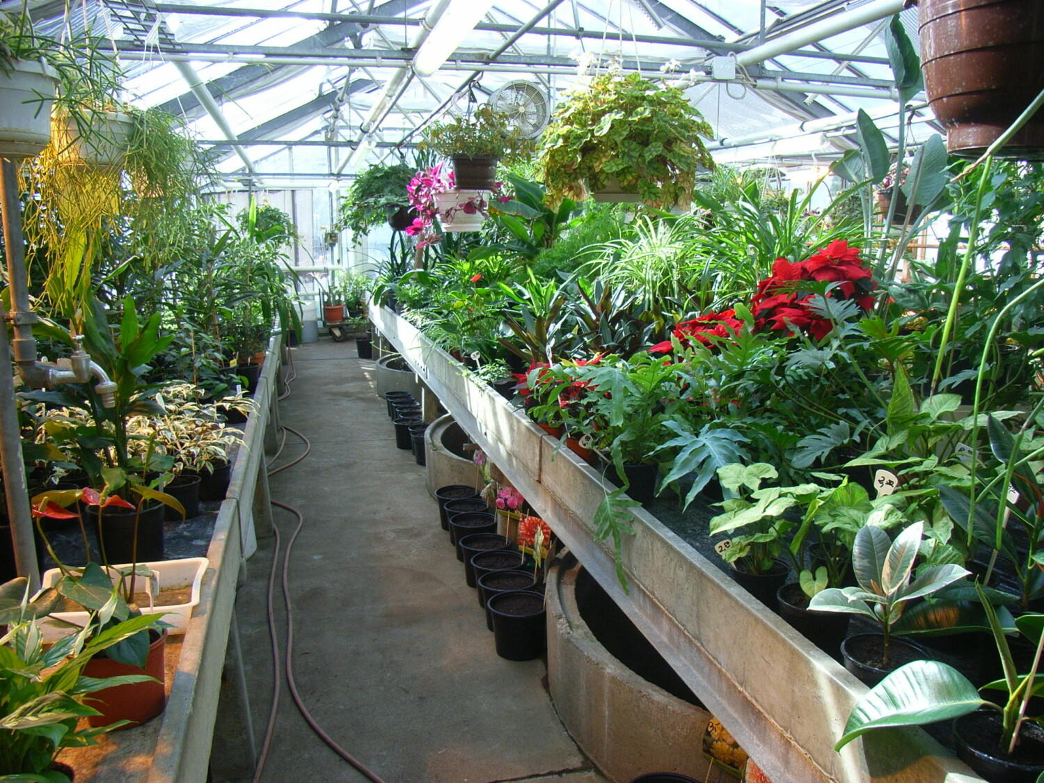 Gewächshaus