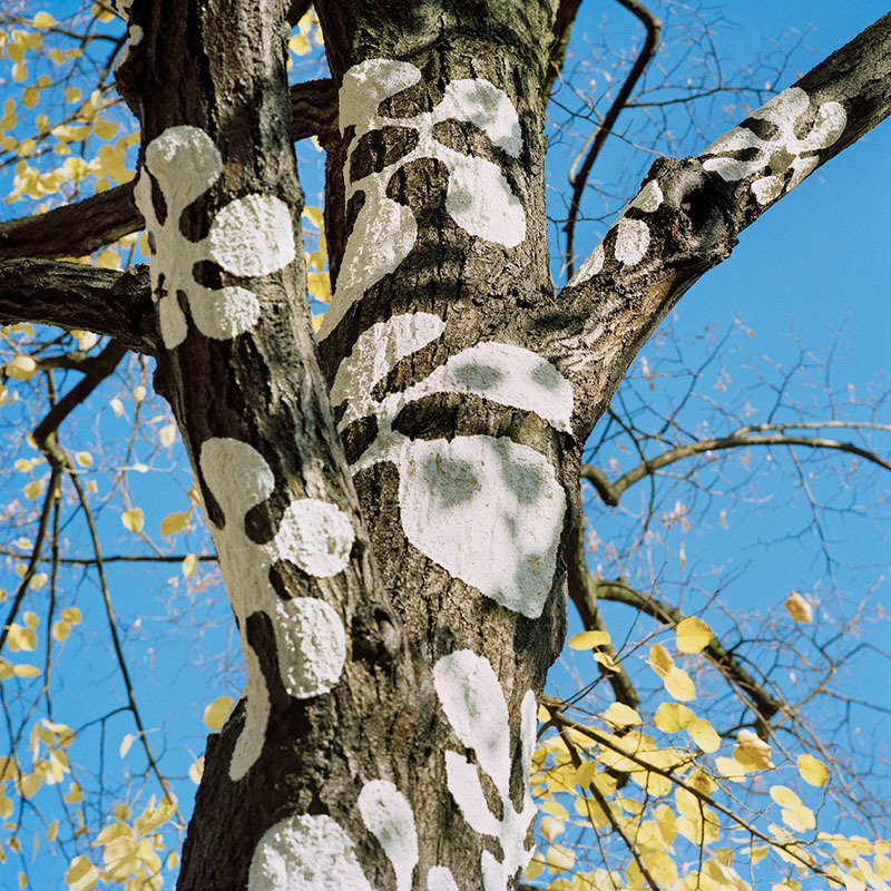 Kunstwettbewerb, 2008, Josefine Günschel, "innenhaut - aussenhaut"