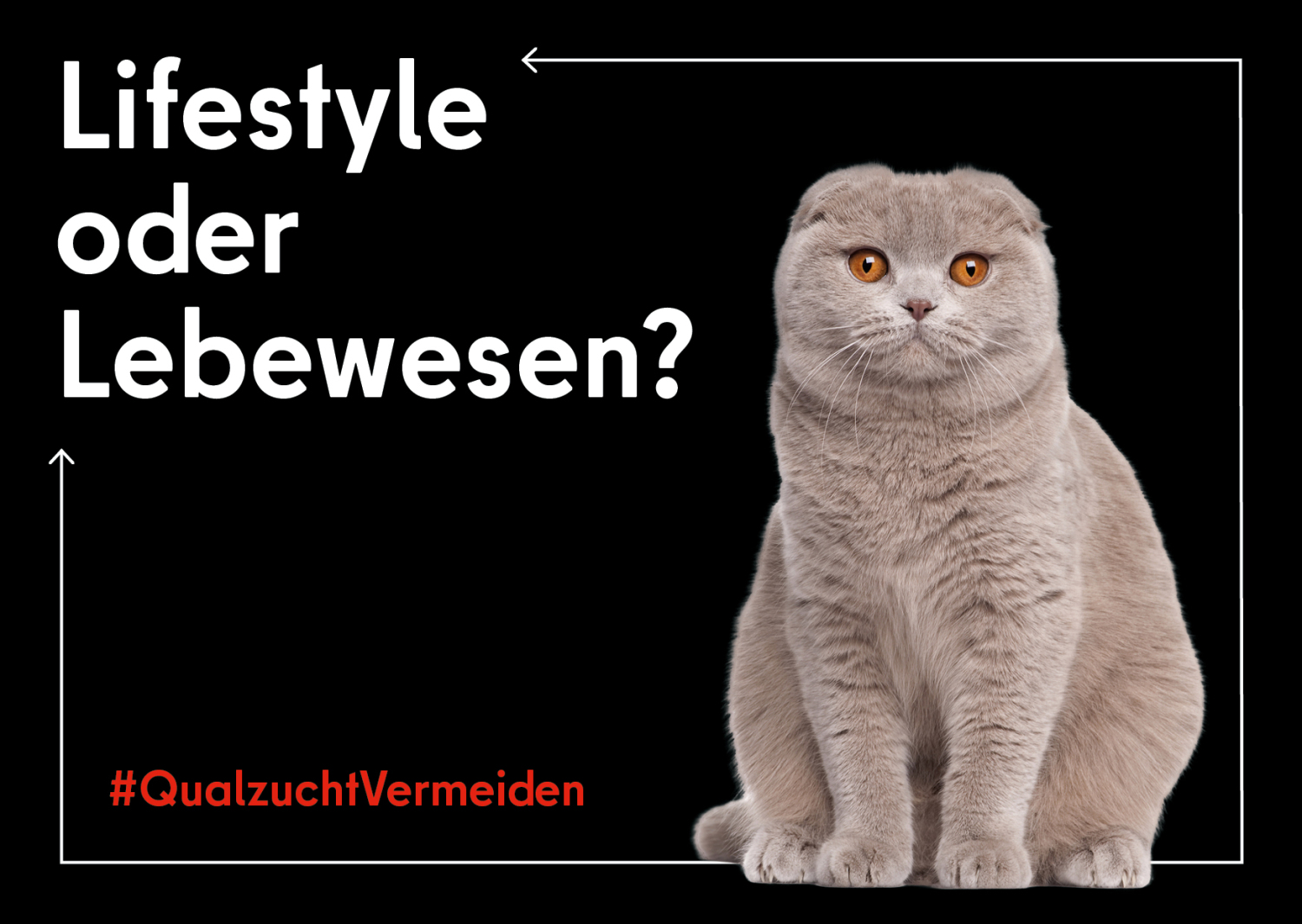 Katze auf einer Postkarte. Dazu der Spruch: Lifestyle oder Lebewesen? 