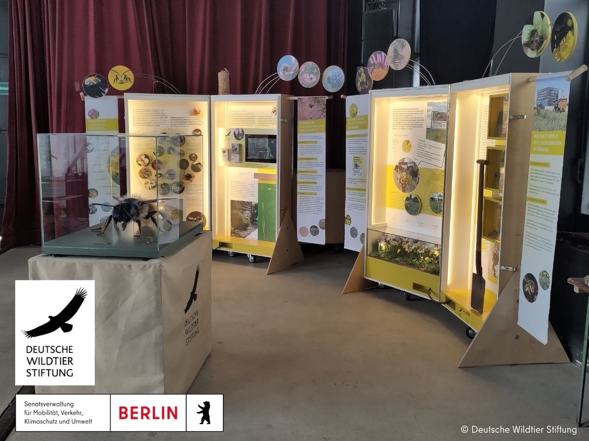 Wildbienen-Ausstellung in der Humboldt-Bibliothek