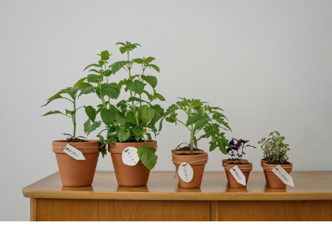 mehrere unterschiedlich große Blumentöpfe mit Pflanzen stehen nebeneinander auf einem Tisch