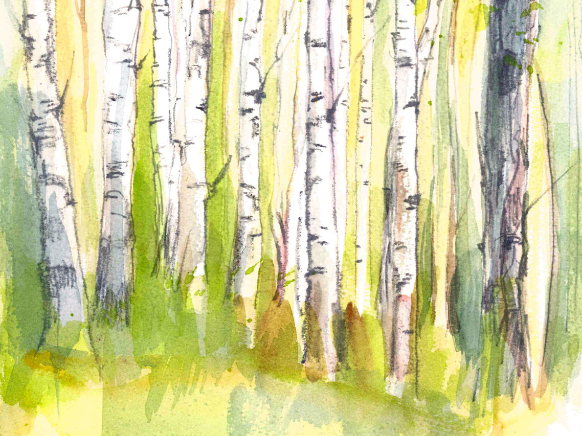 Birkenwald mit aquarelle gemalt