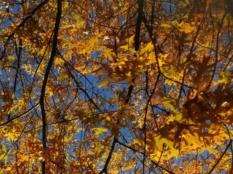 Herbst