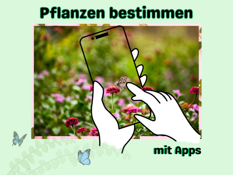 Handzeichnung einer Hand, die ein Smartphone auf eine Blume mit Schmetterling in einer Blumenwiese richtet, umgeben von zwei weiteren Schmetterlingen und dem Text 'Pflanzen bestimmen mit Apps'
