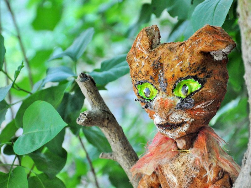 Kater, im Hintergrund grüne Pflanzen