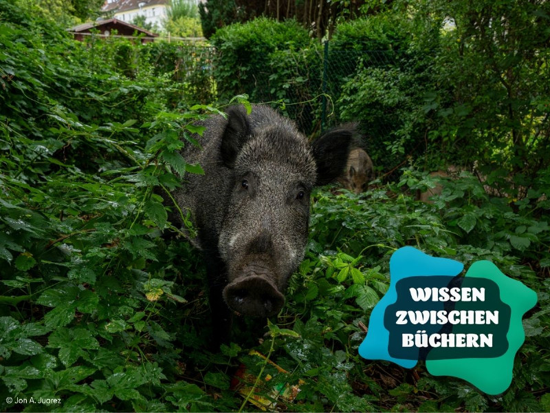 WzB Wildtiernah