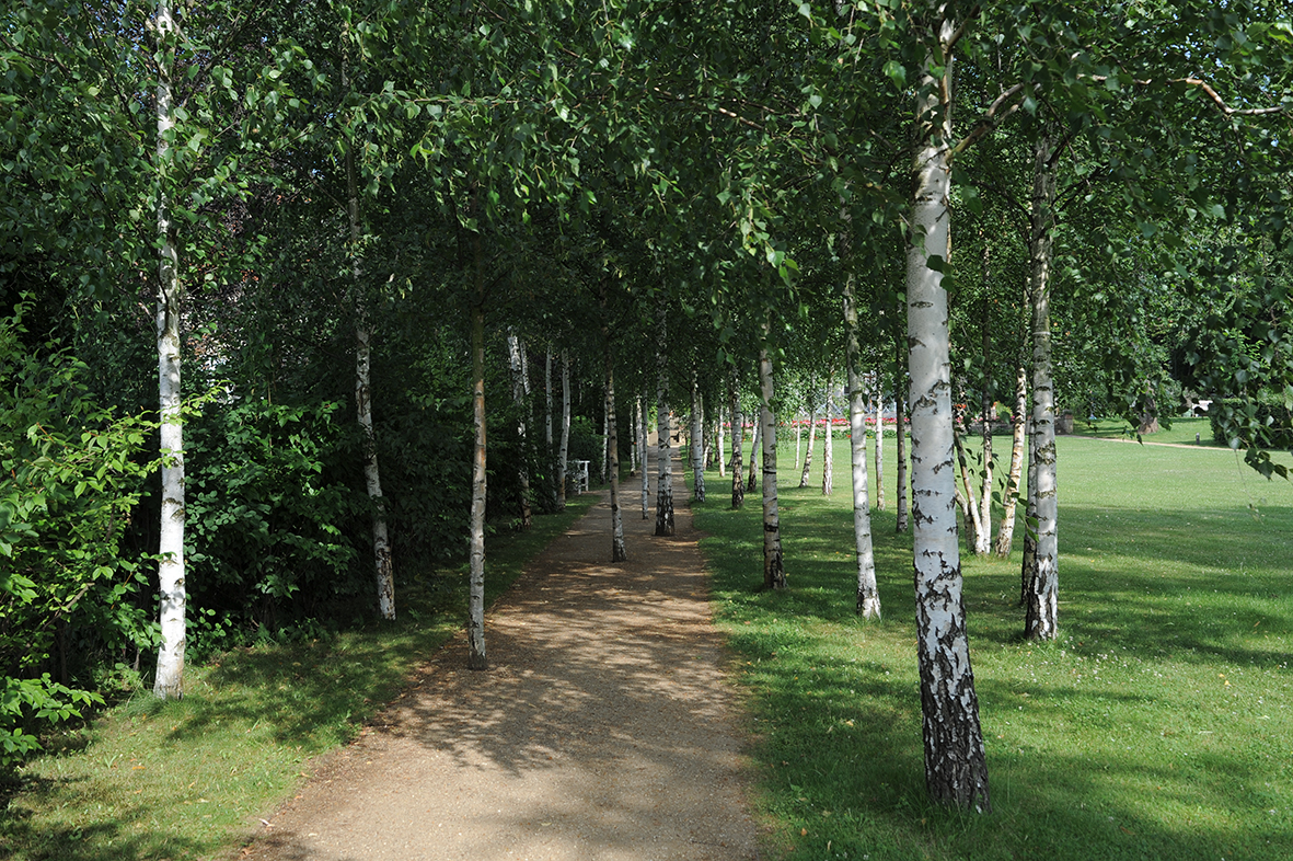 Birkenhain im Garten Liebermann