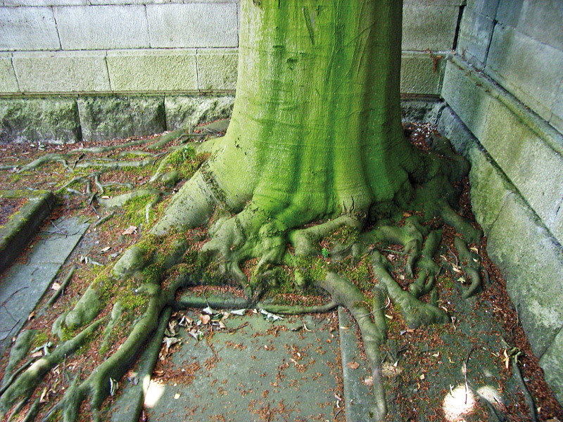 Rotbuche im Hof, Foto 2008