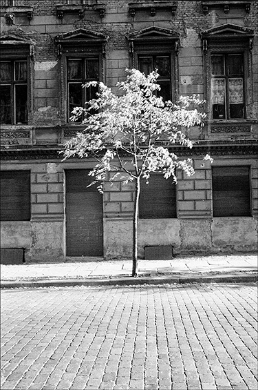 Baum in der Christinenstraße, 1988