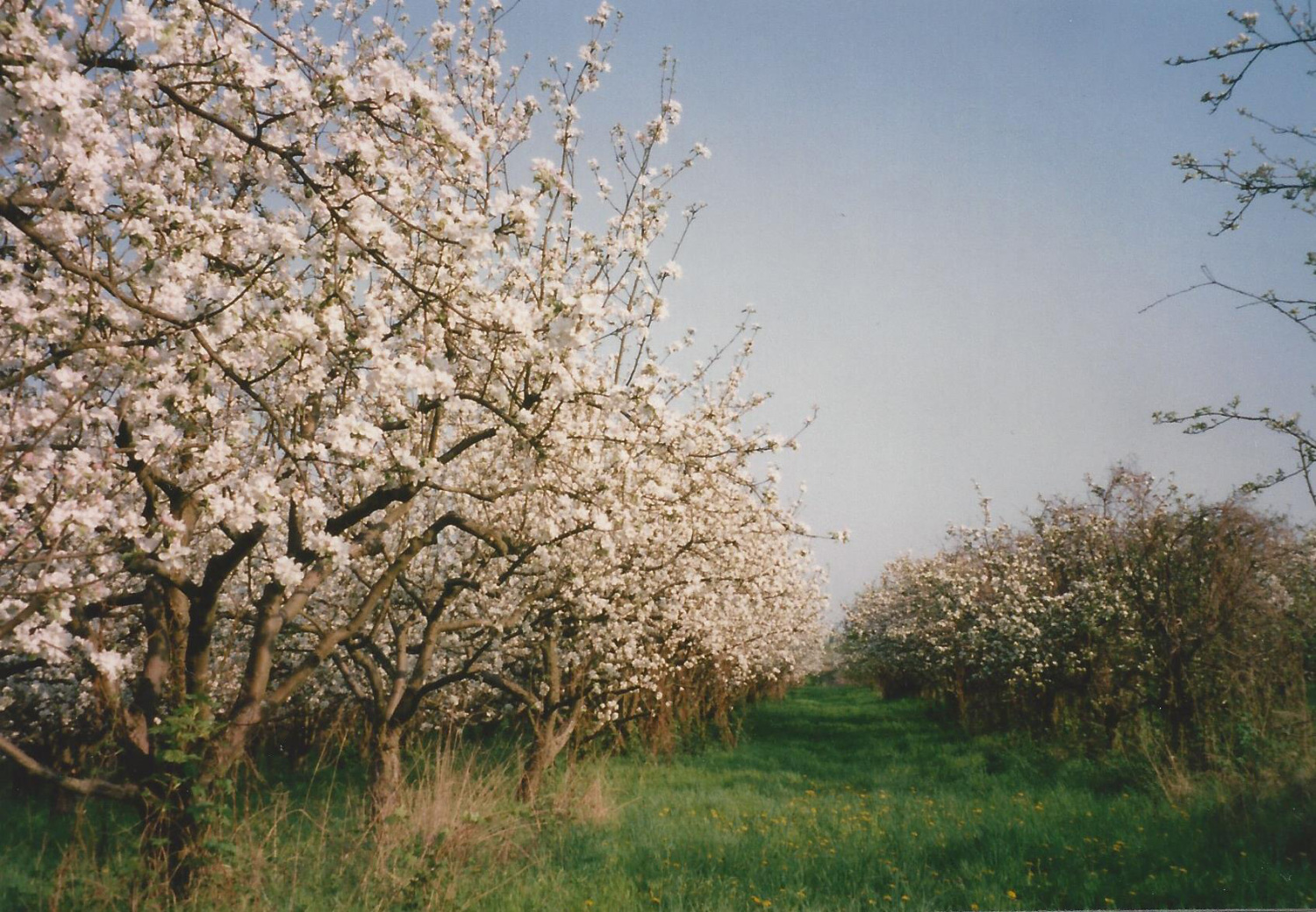 Obstbäume, Bild 1