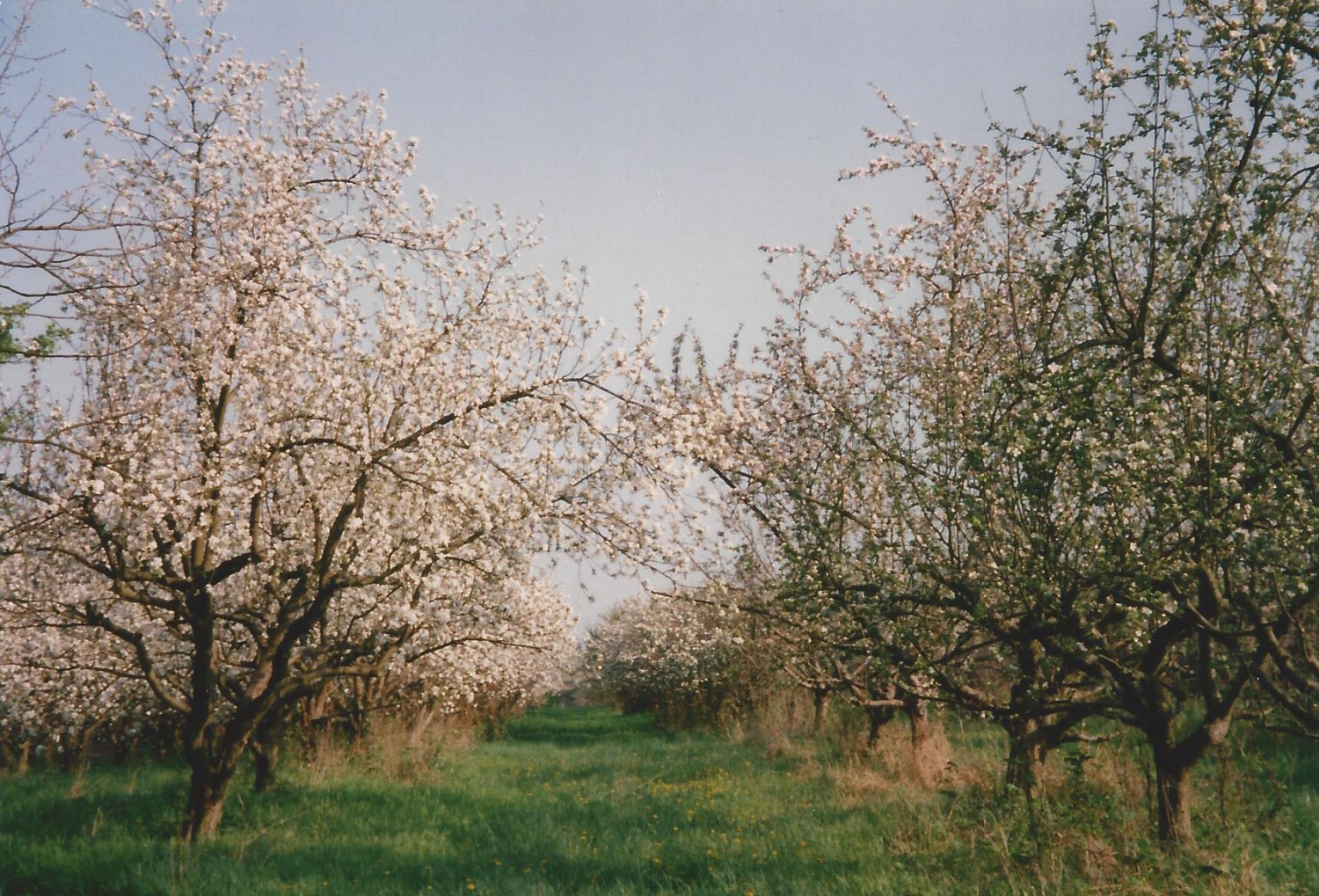 Obstbäume, Bild 2