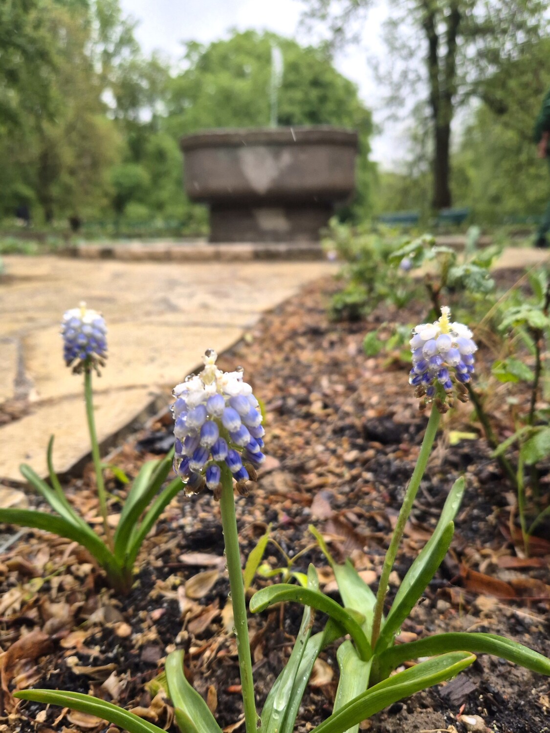 Frühblüher