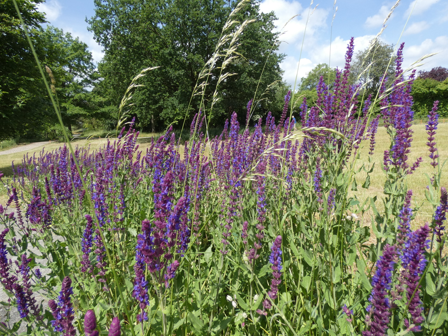Britzer Garten - bienenfreundlicher Steppensalbei