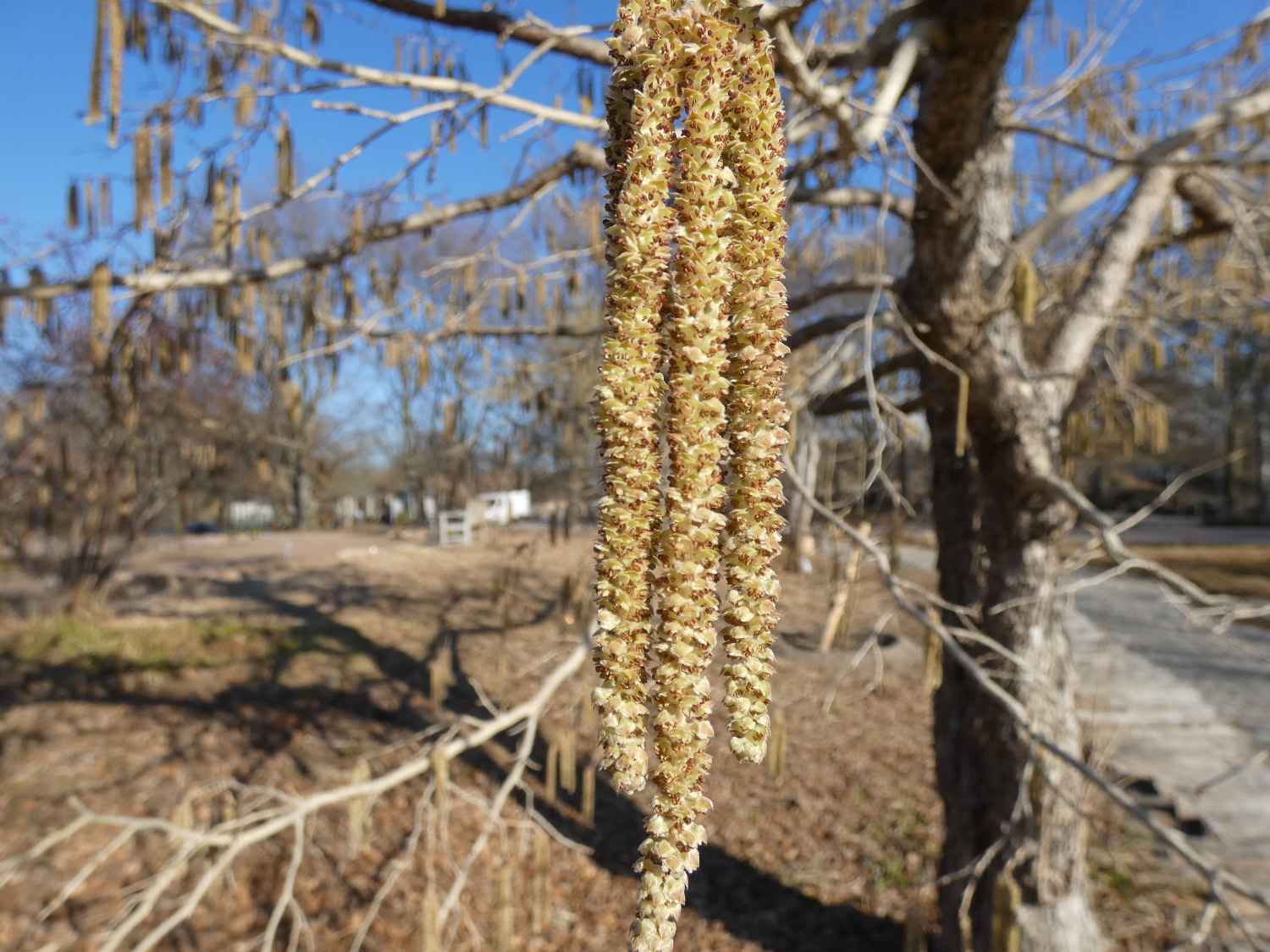 Britzer Garten - blühende Hasel