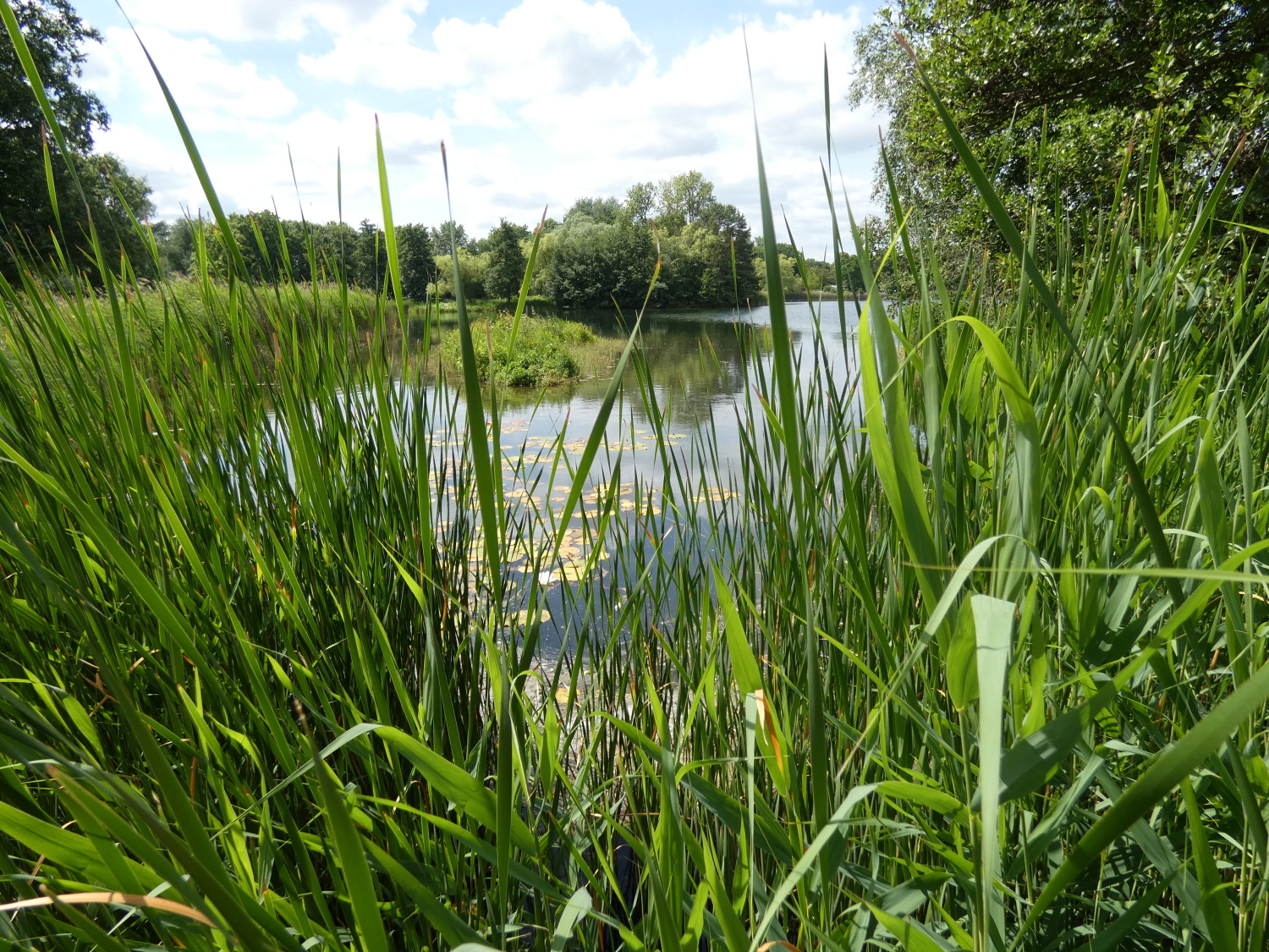 Britzer Garten - Breitblättrigen Rohrkolben